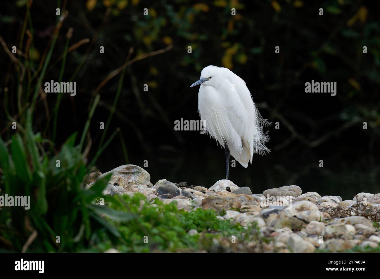 Petite aigrette - Egretta garzetta. Automne Banque D'Images