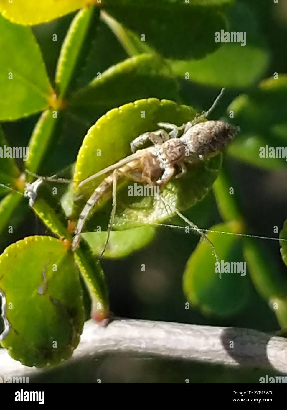 Araignée sauteuse à mâchoires blanches (Hentzia mitrata) Banque D'Images