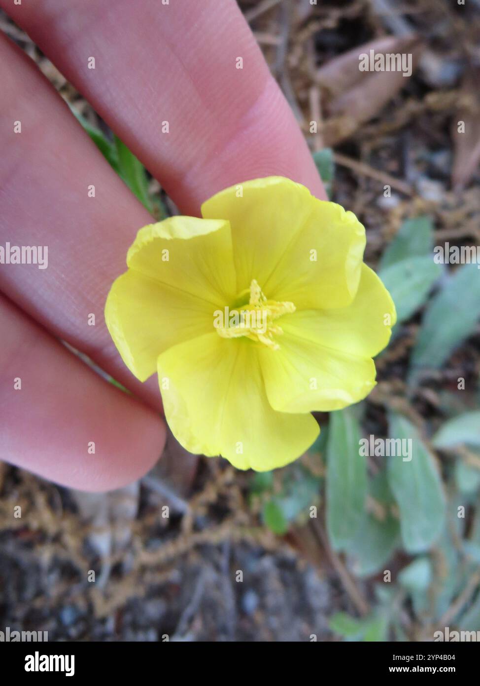 Plage soirée-primevère (Oenothera drummondii) Banque D'Images