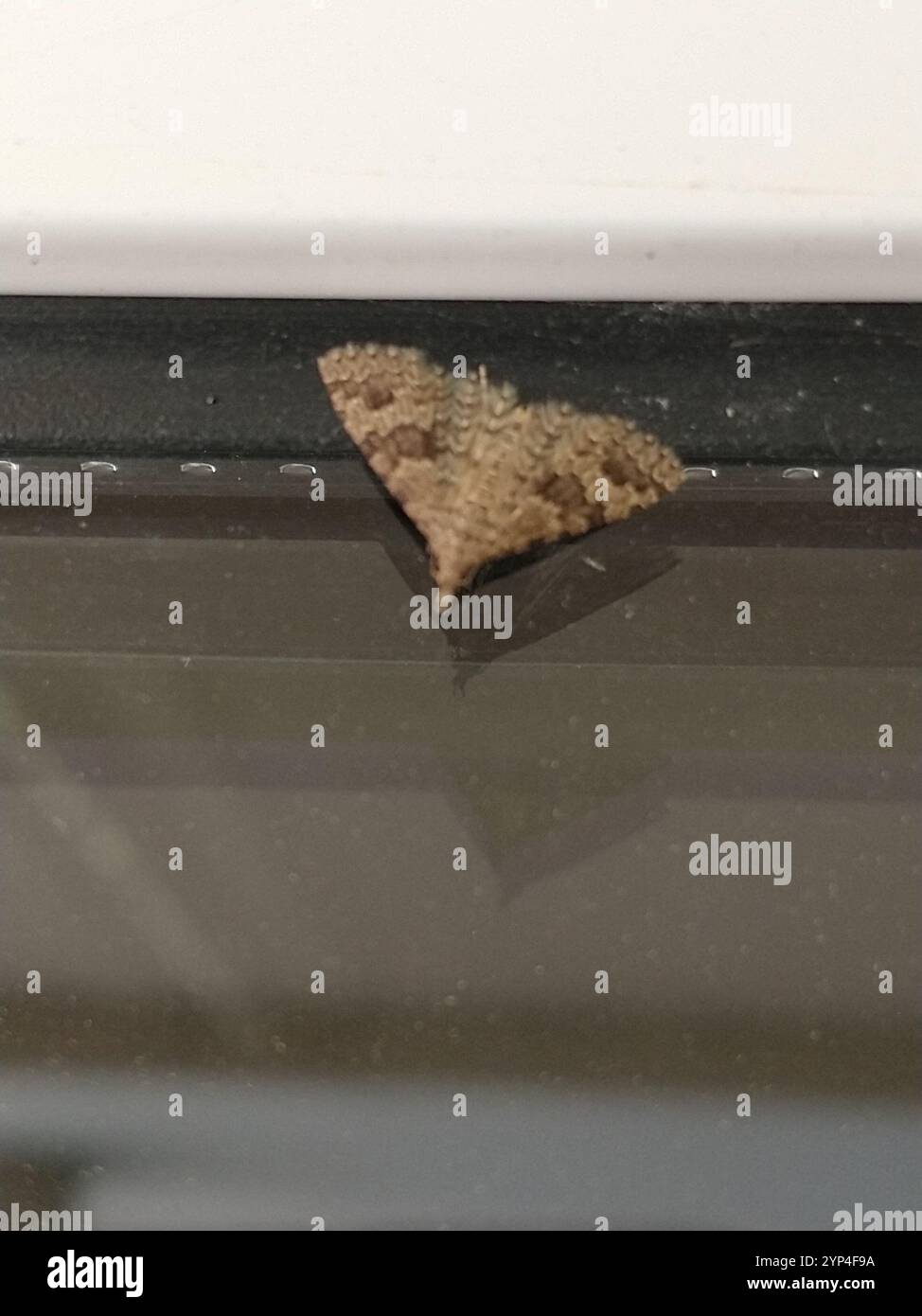 Vingt-plume Moth (Alucita hexadactyla) Banque D'Images