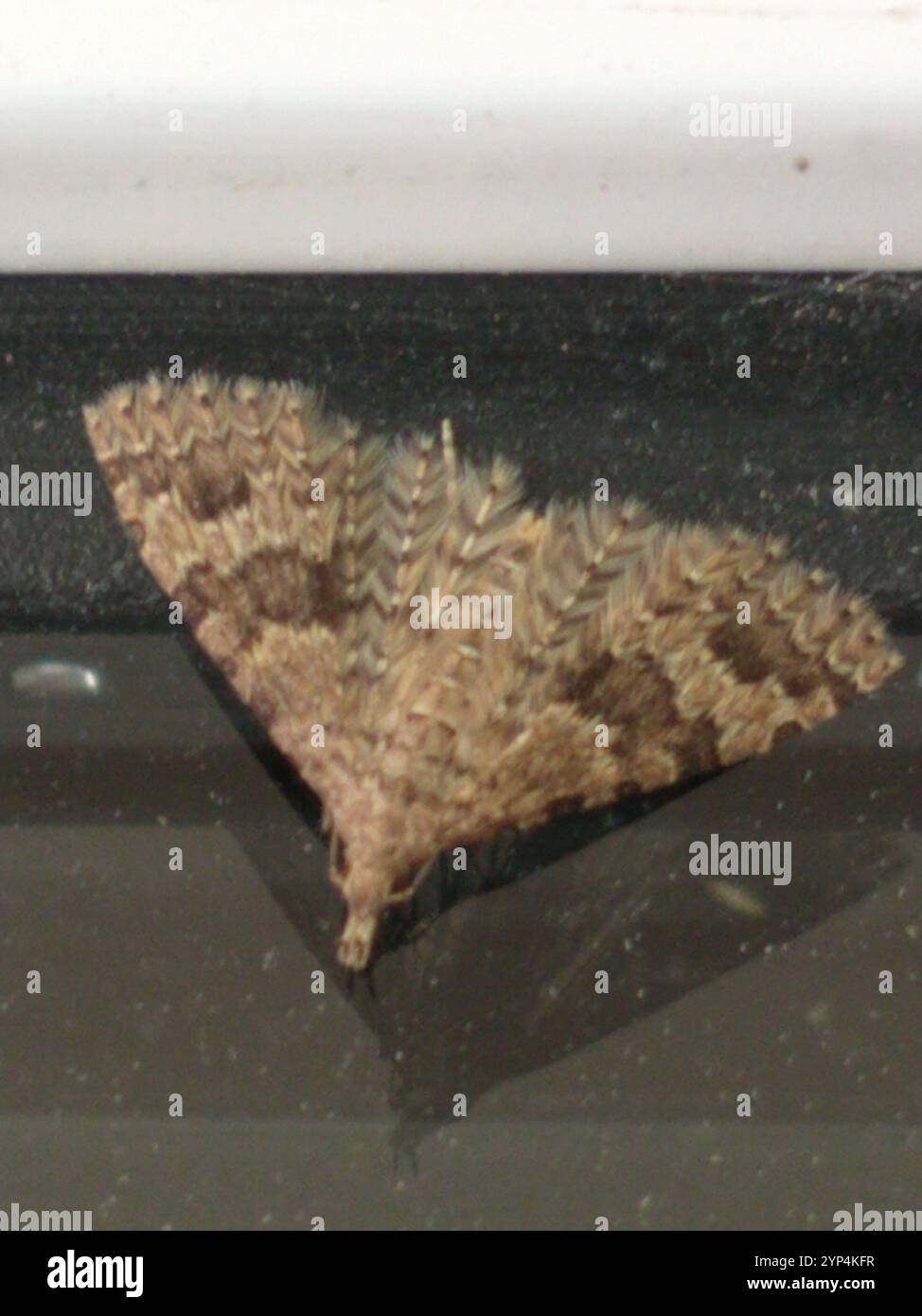 Vingt-plume Moth (Alucita hexadactyla) Banque D'Images