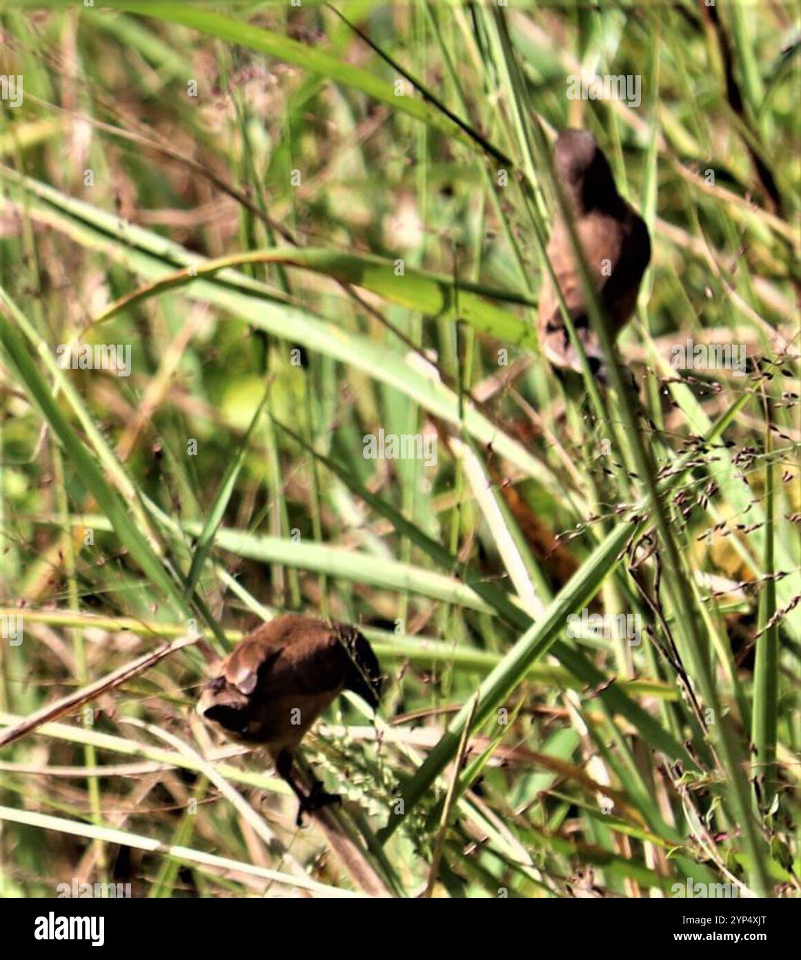 Mannikin en bronze (Spermestes cucullata) Banque D'Images