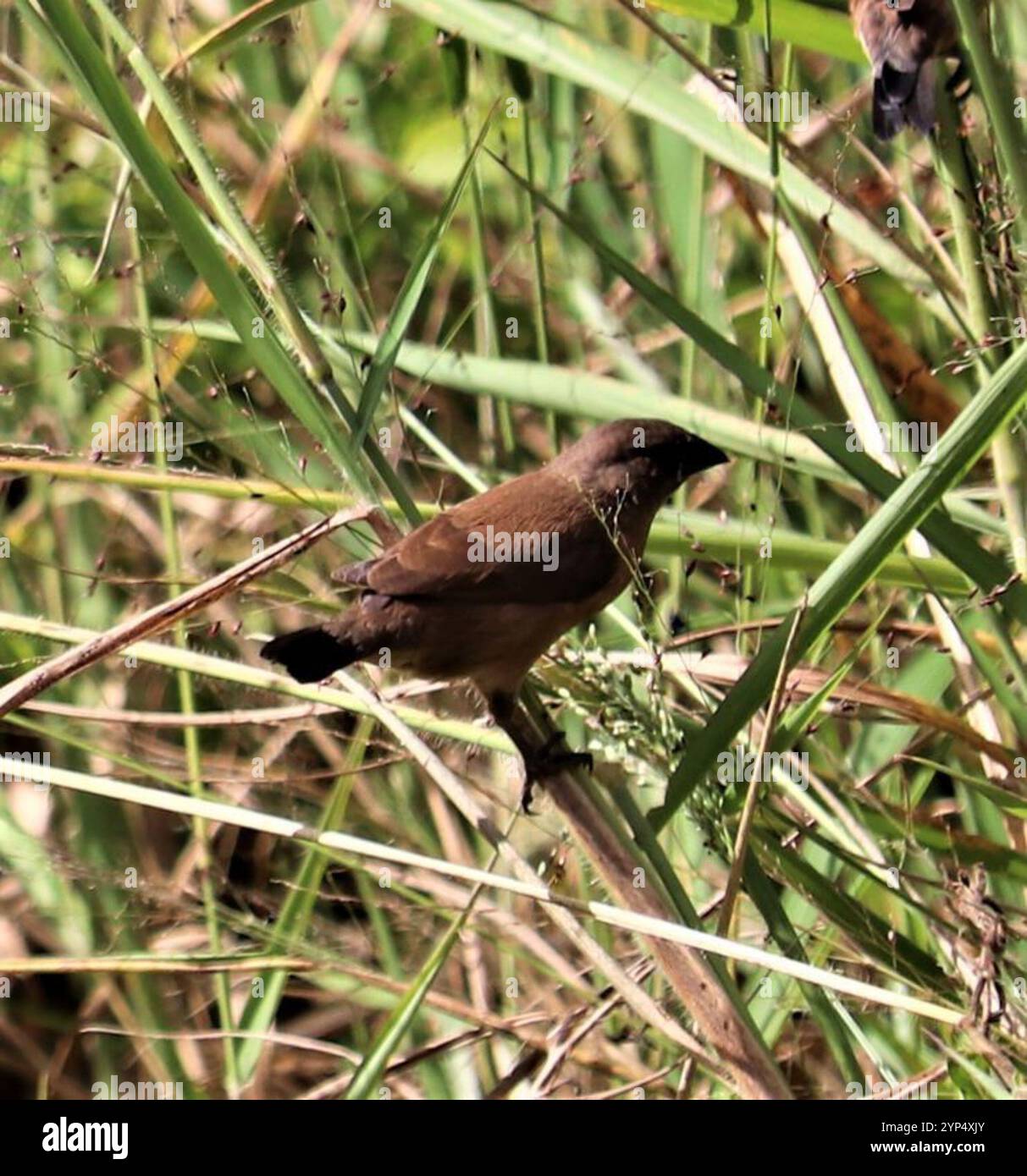 Mannikin en bronze (Spermestes cucullata) Banque D'Images