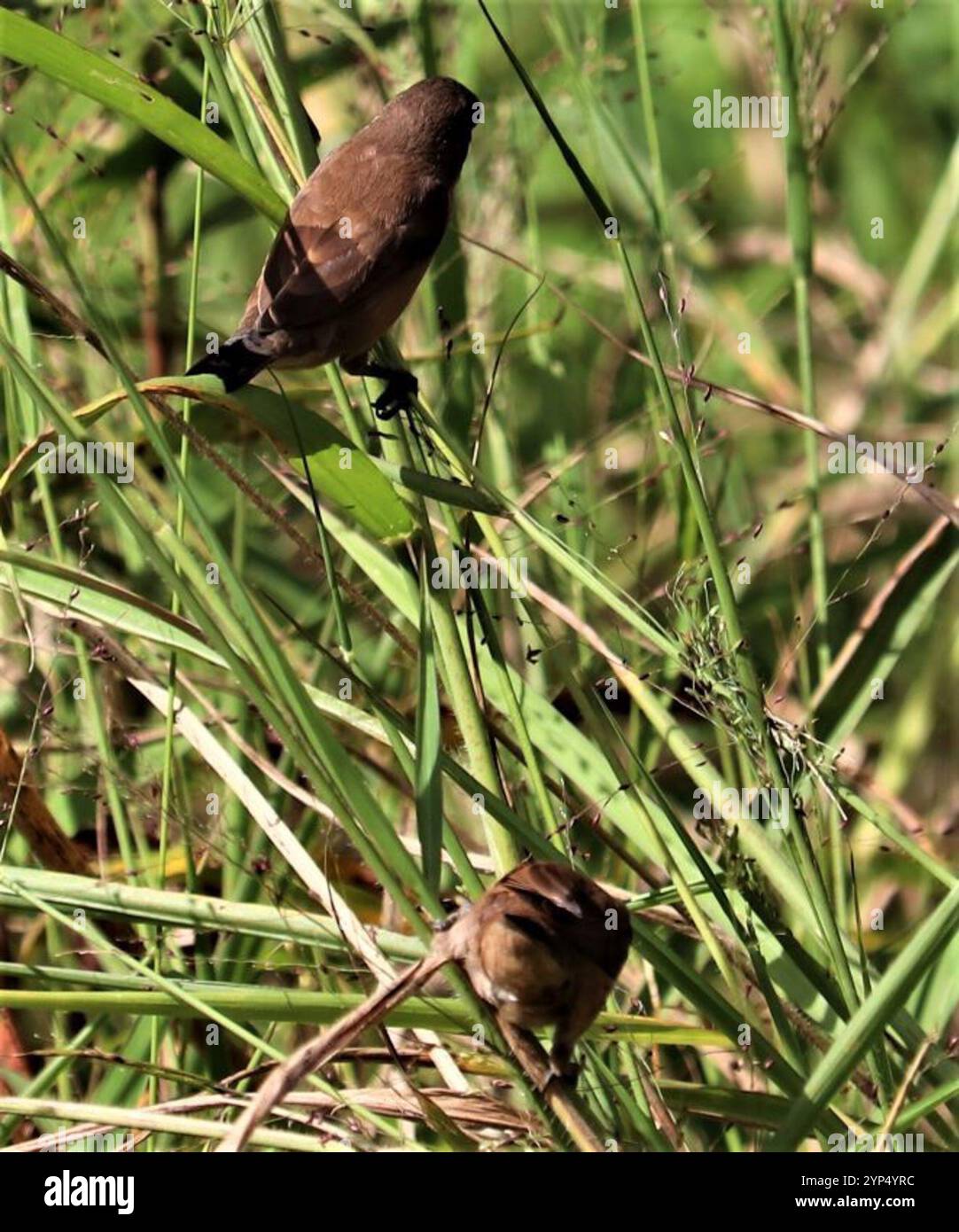 Mannikin en bronze (Spermestes cucullata) Banque D'Images