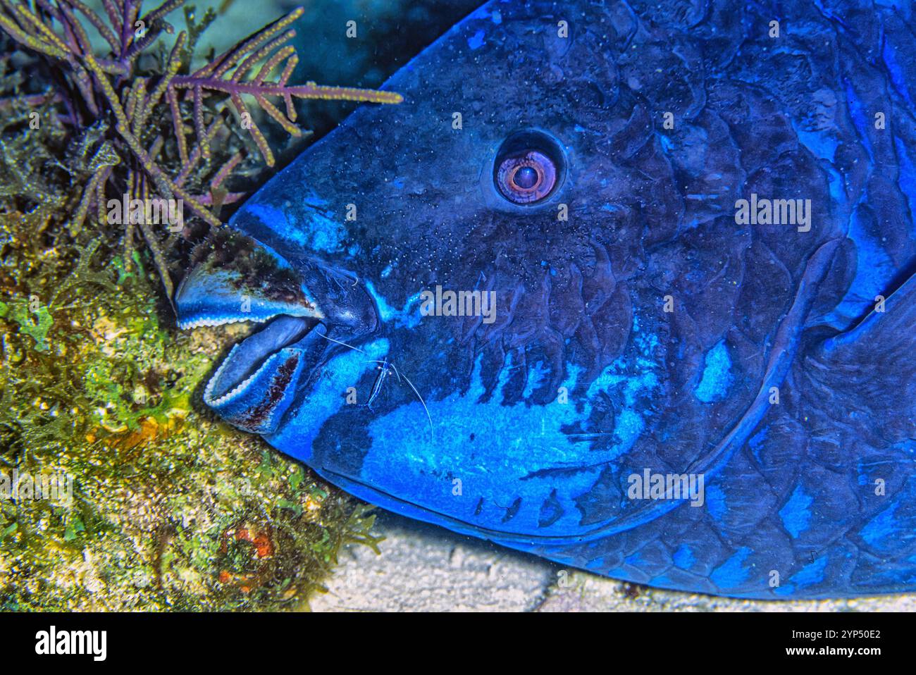 Le poisson perroquet de minuit Scarus coelestinus est une espèce de poisson perroquet qui habite les récifs coralliens principalement dans les Caraïbes, les Bahamas et la Floride. Banque D'Images