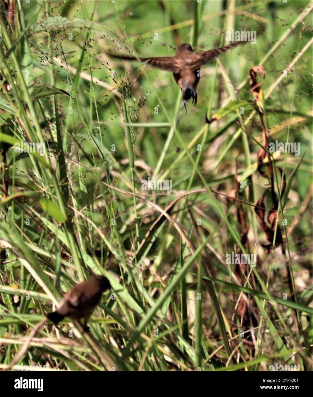 Mannikin en bronze (Spermestes cucullata) Banque D'Images