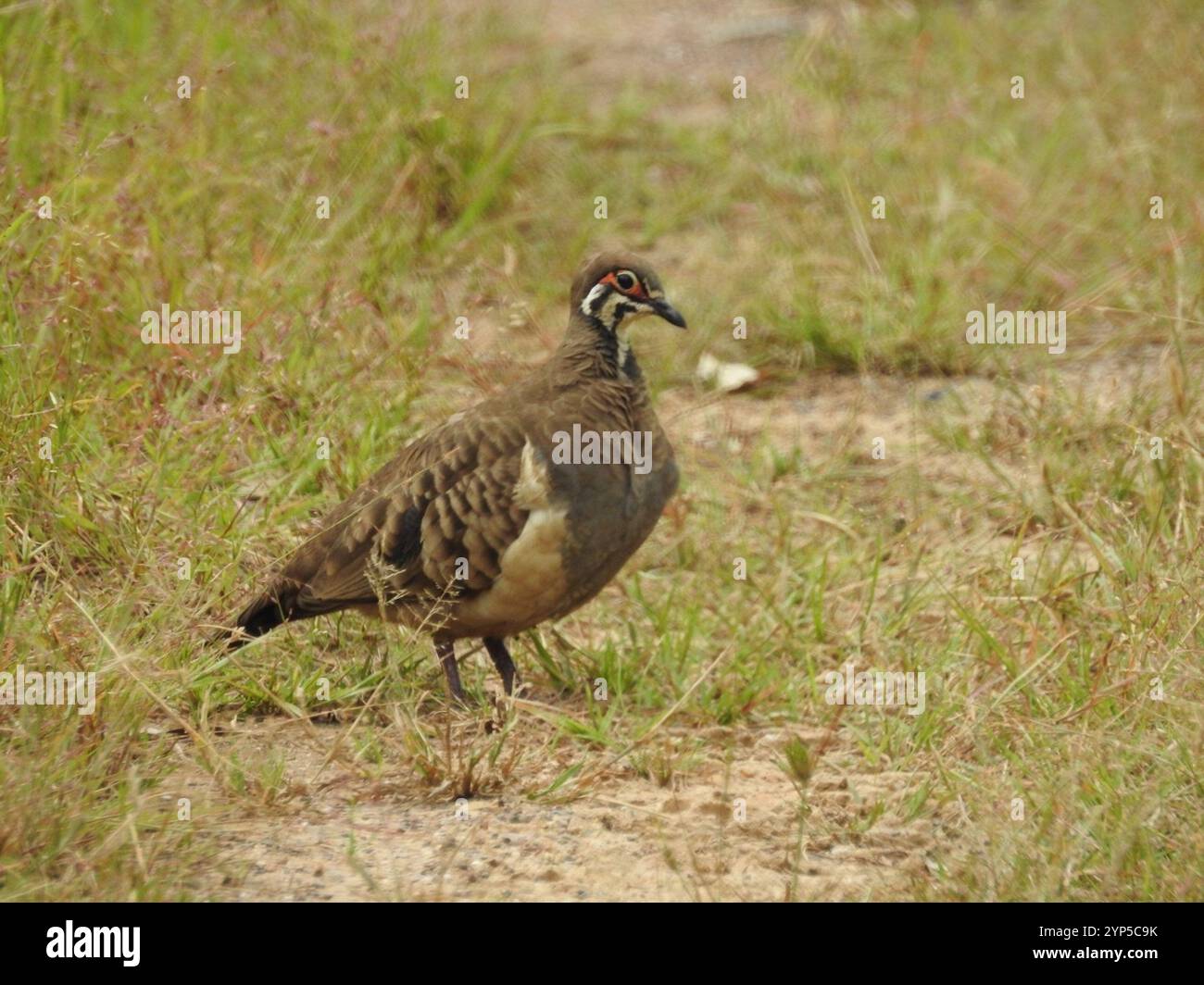 Squatter Pigeon du Nord (Geophaps scripta peninsulae) Banque D'Images