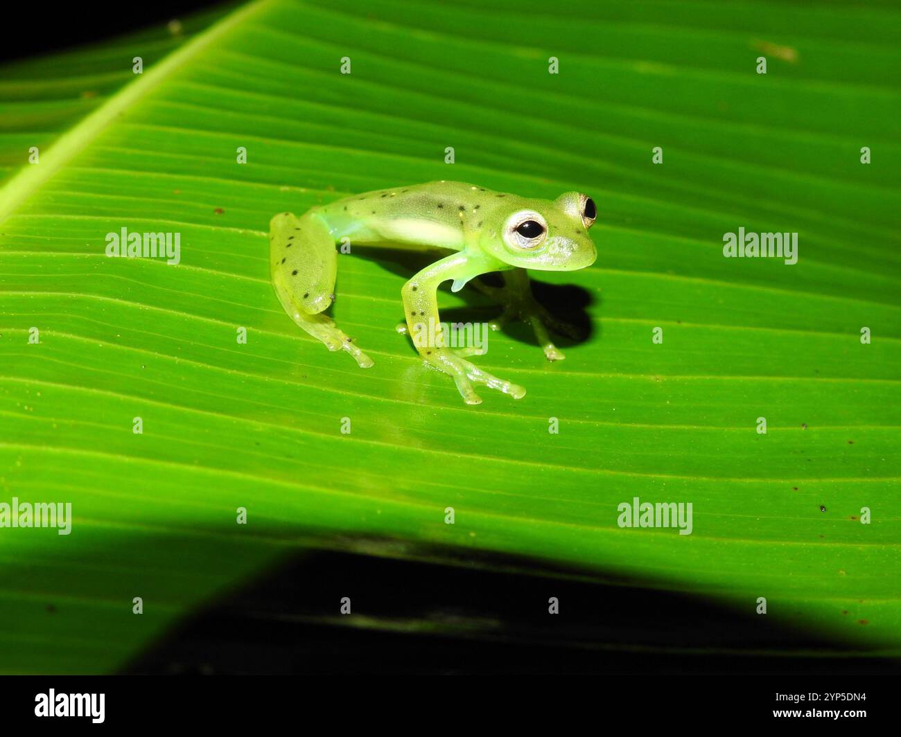 Grenouille en verre émeraude (Espadarana prosoblepon) Banque D'Images