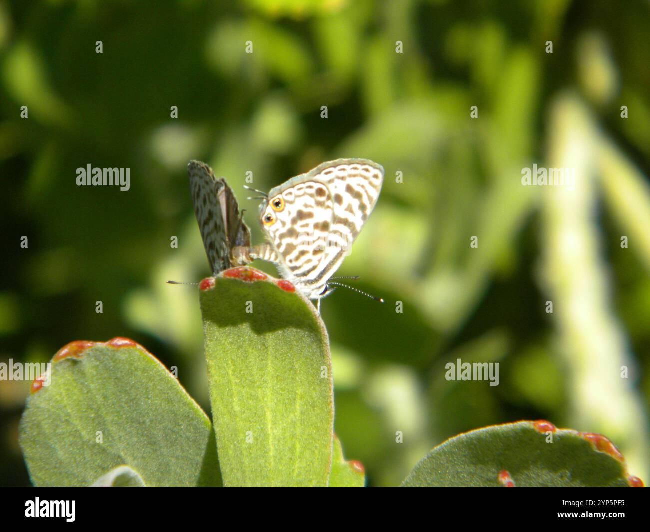 Complexe bleu commun (Leptotes pirithous) Banque D'Images