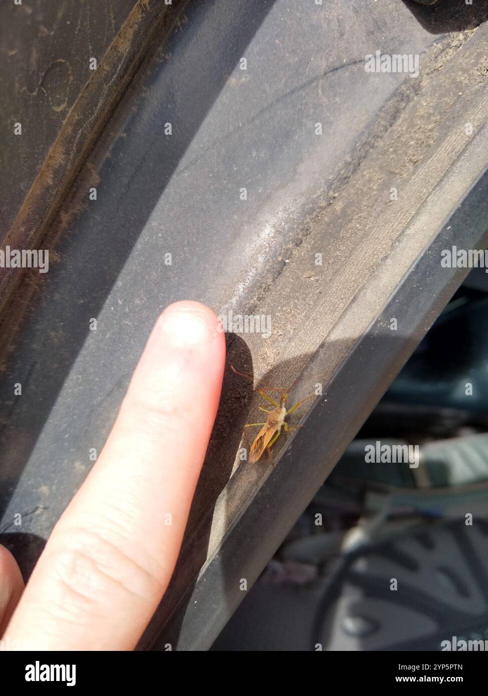 Insecte de l'assassin Leafhopper (Zelus renardii) Banque D'Images
