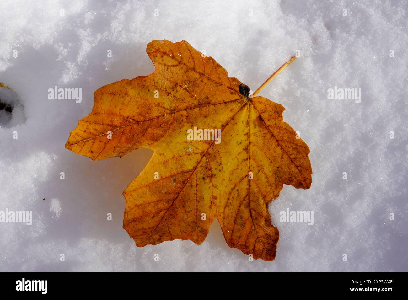 Feuille d'érable rouge sur une neige blanche en saison d'hiver, feuille d'érable d'automne dans le jour neigeux pour le fond Banque D'Images