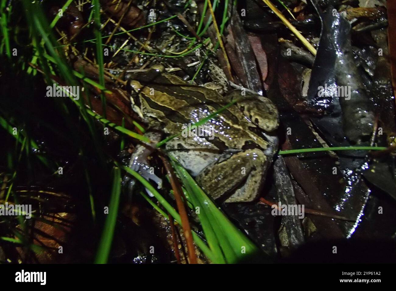 Grenouille des marais rayée (Limnodynastes peronii) Banque D'Images