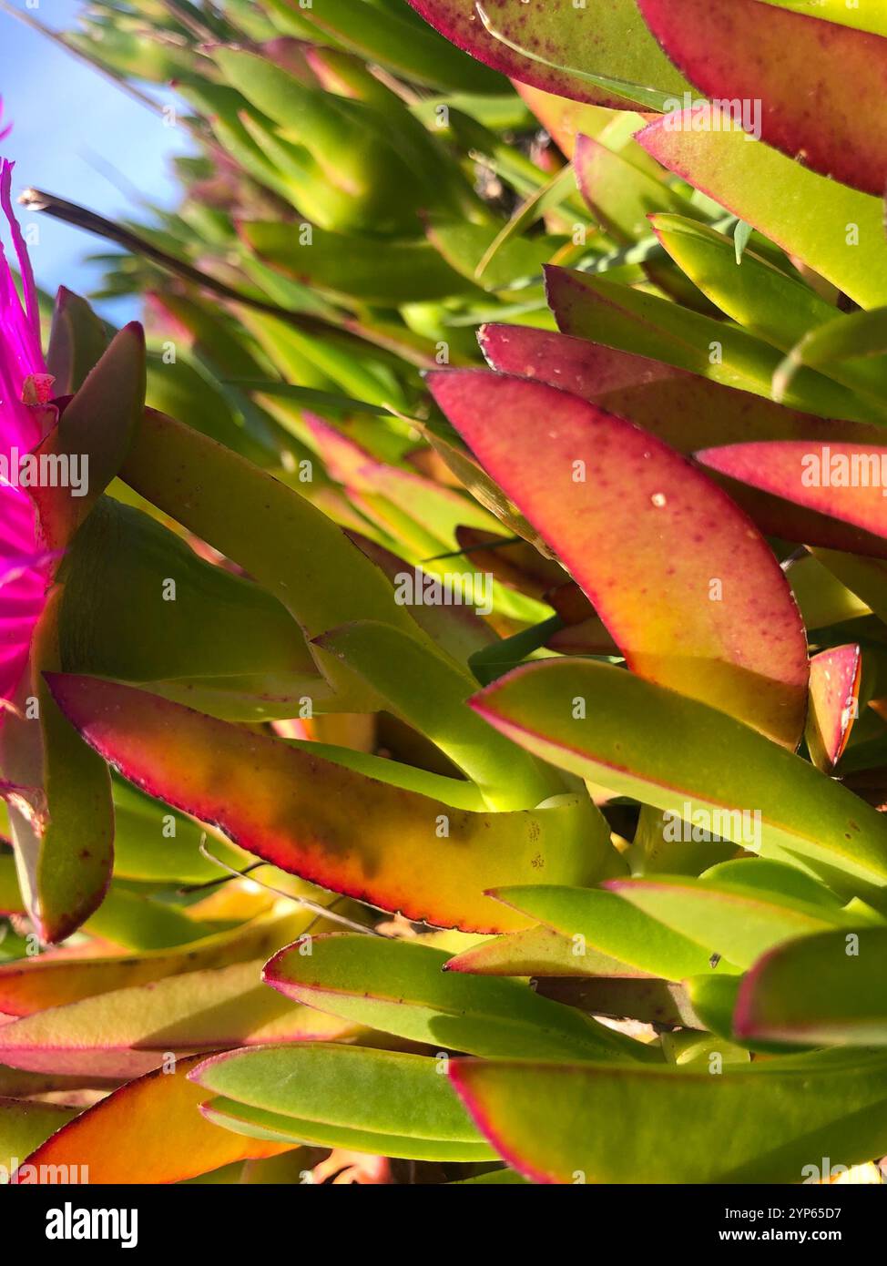 Figue chilienne (Carpobrotus chilensis) Banque D'Images