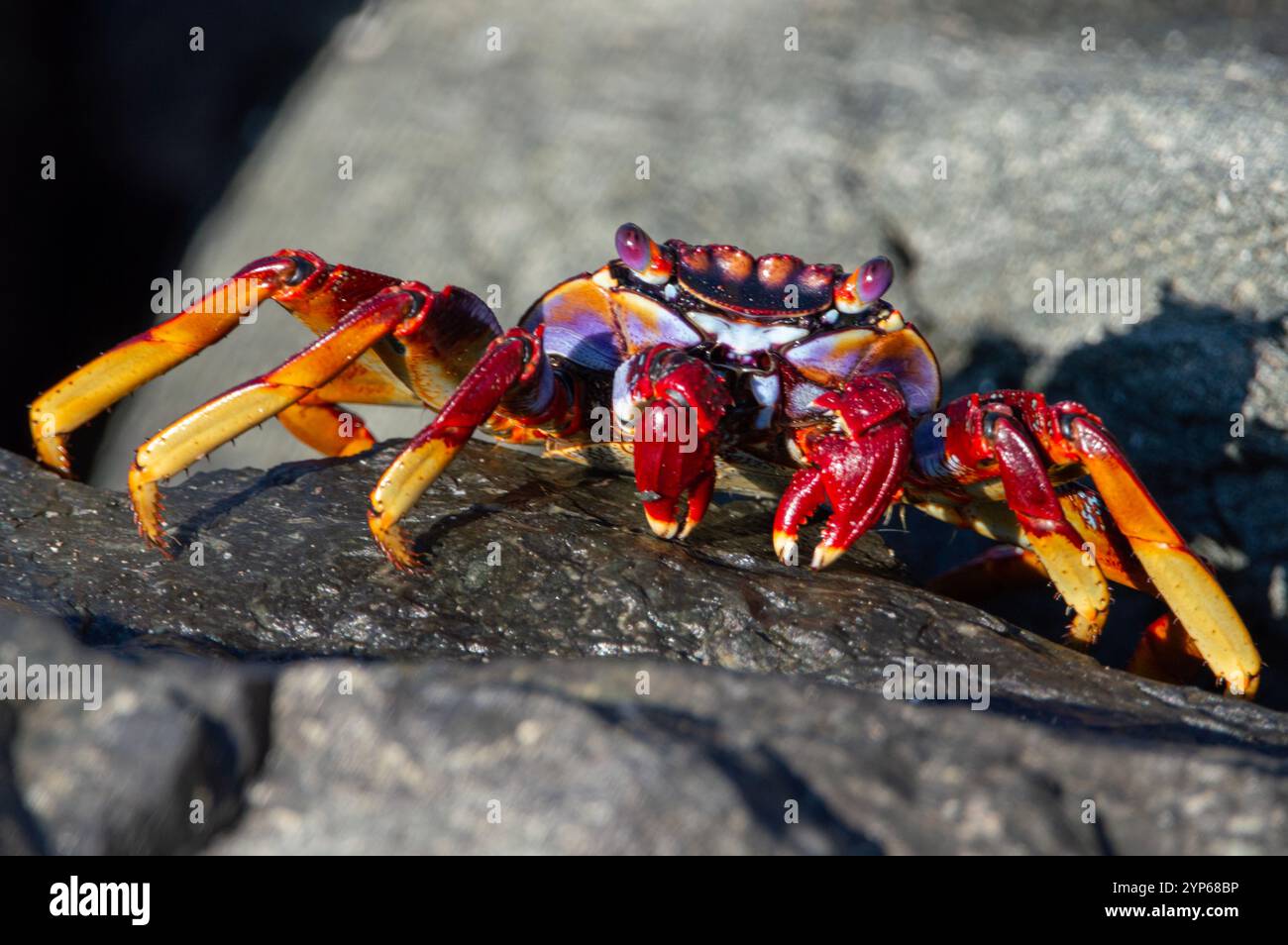 Grapsus adscensionis ou crabe rouge sur les rochers Banque D'Images