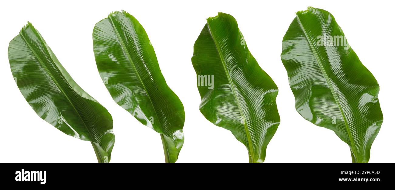 Feuilles de banane vert vif isolées sur blanc, serties Banque D'Images