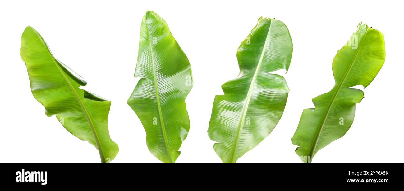 Feuilles de banane vert vif isolées sur blanc, serties Banque D'Images