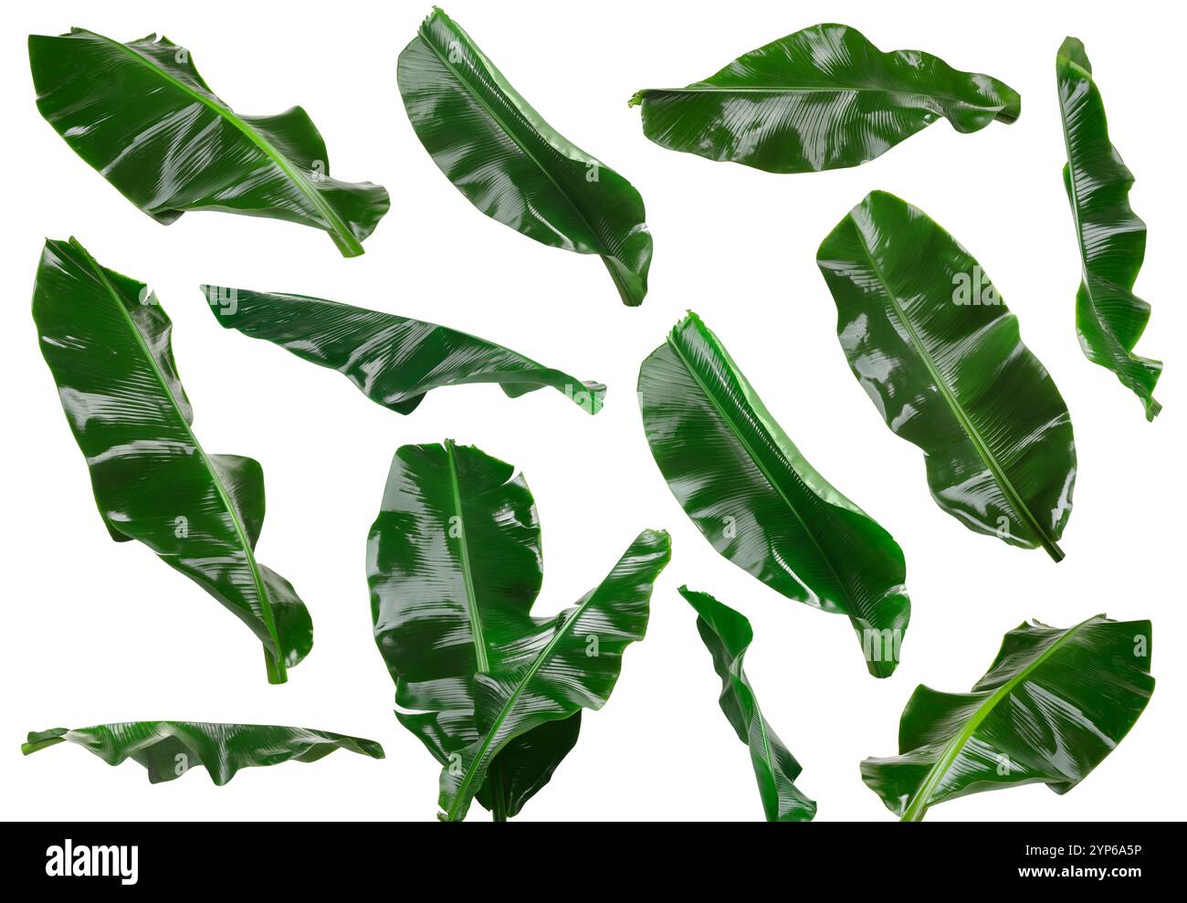 Feuilles de banane vert vif isolées sur blanc, serties Banque D'Images