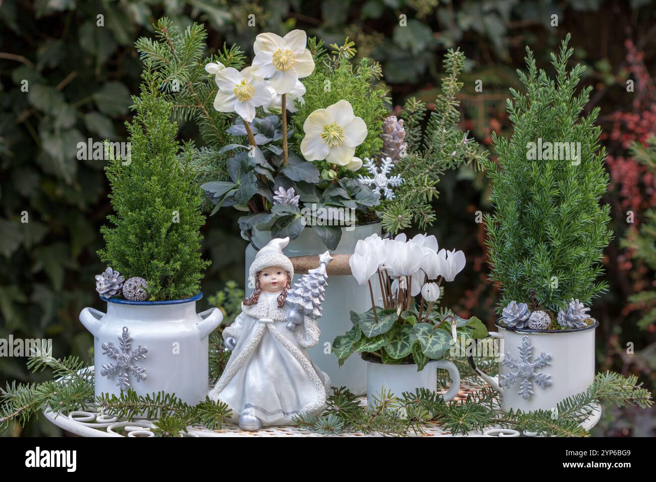 arrangement de noël avec un ange, fleur de cyclamen, helleborus niger et conifères dans des pots en émail Banque D'Images