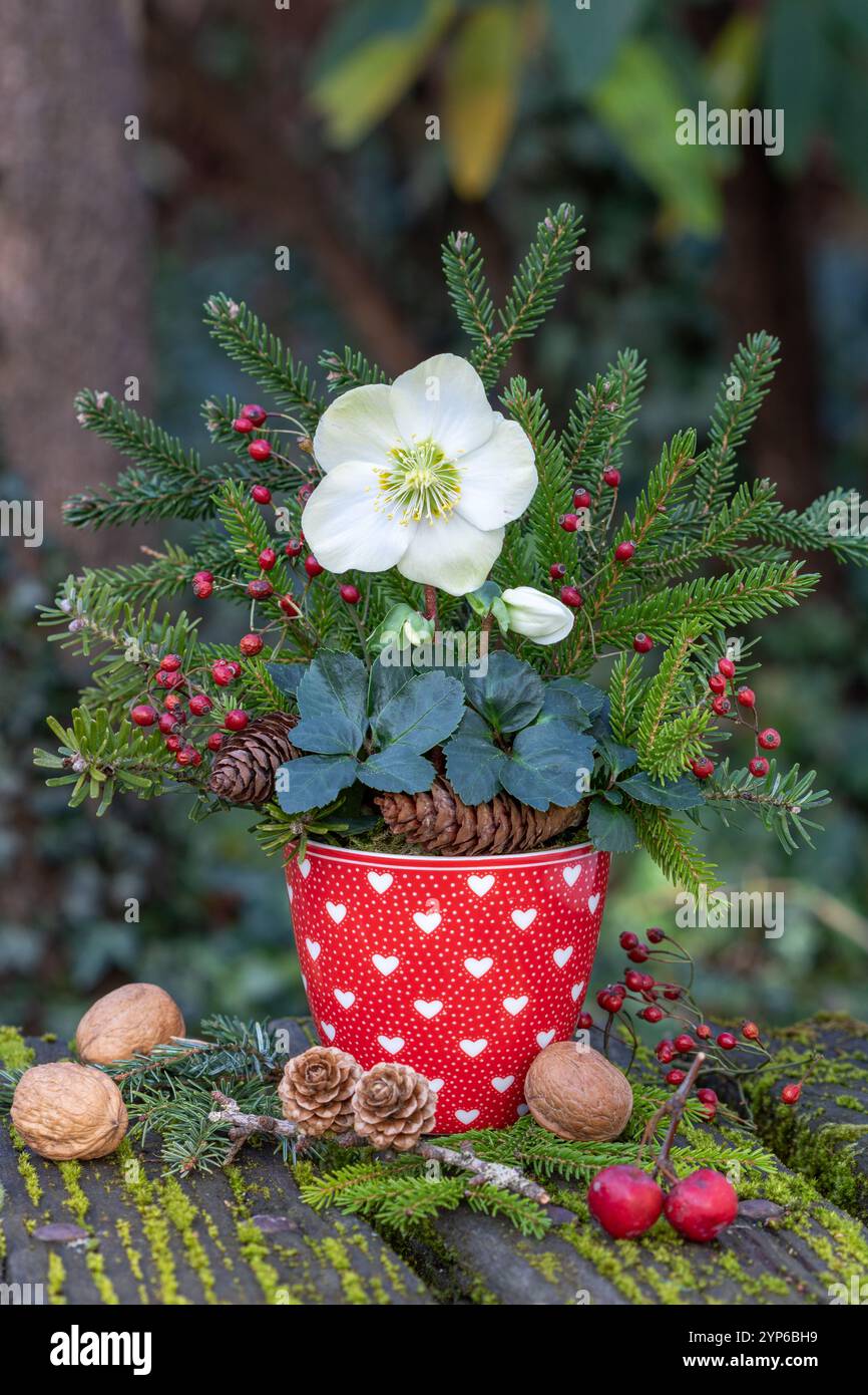 helleborus niger, branches de sapin et hanches de rose dans une tasse dans le jardin d'hiver Banque D'Images