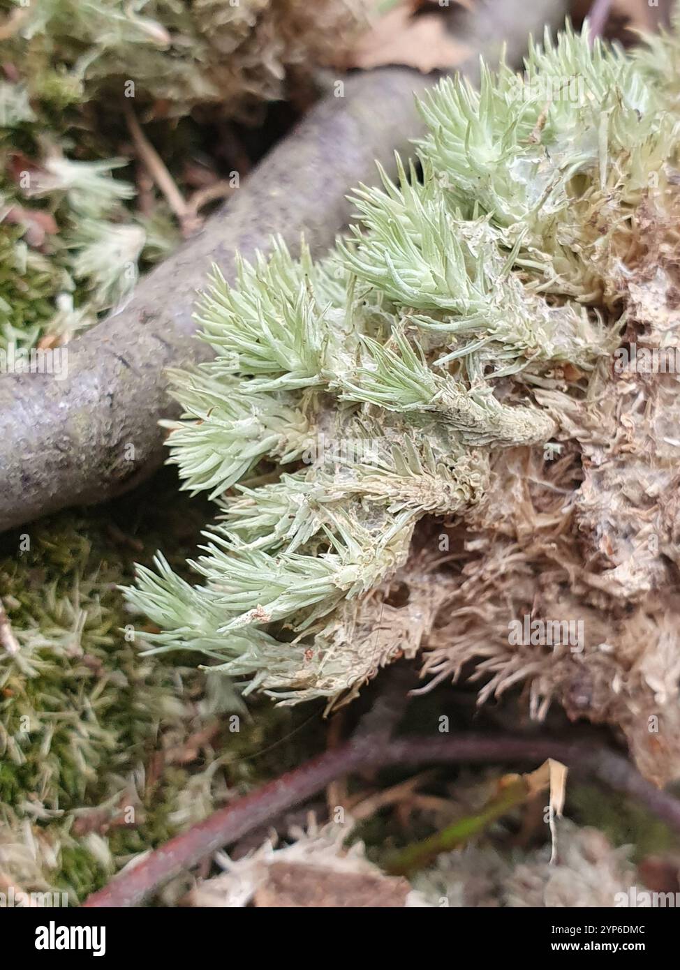 Mousse de coussin d'épingle (Leucobryum glaucum) Banque D'Images