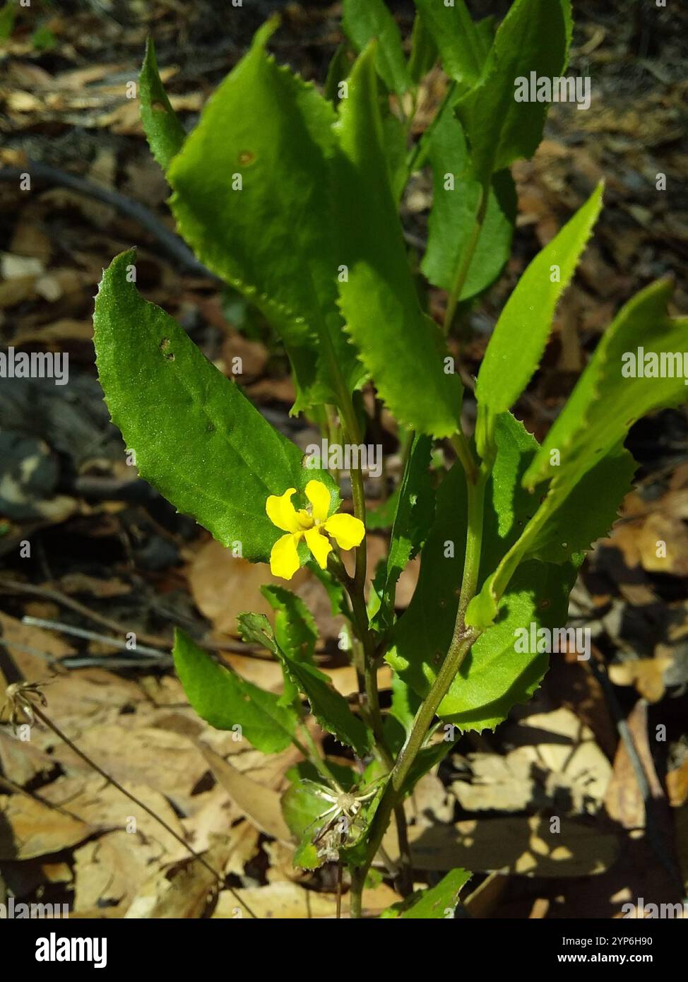 Houblon goodenia (Goodenia ovata) Banque D'Images