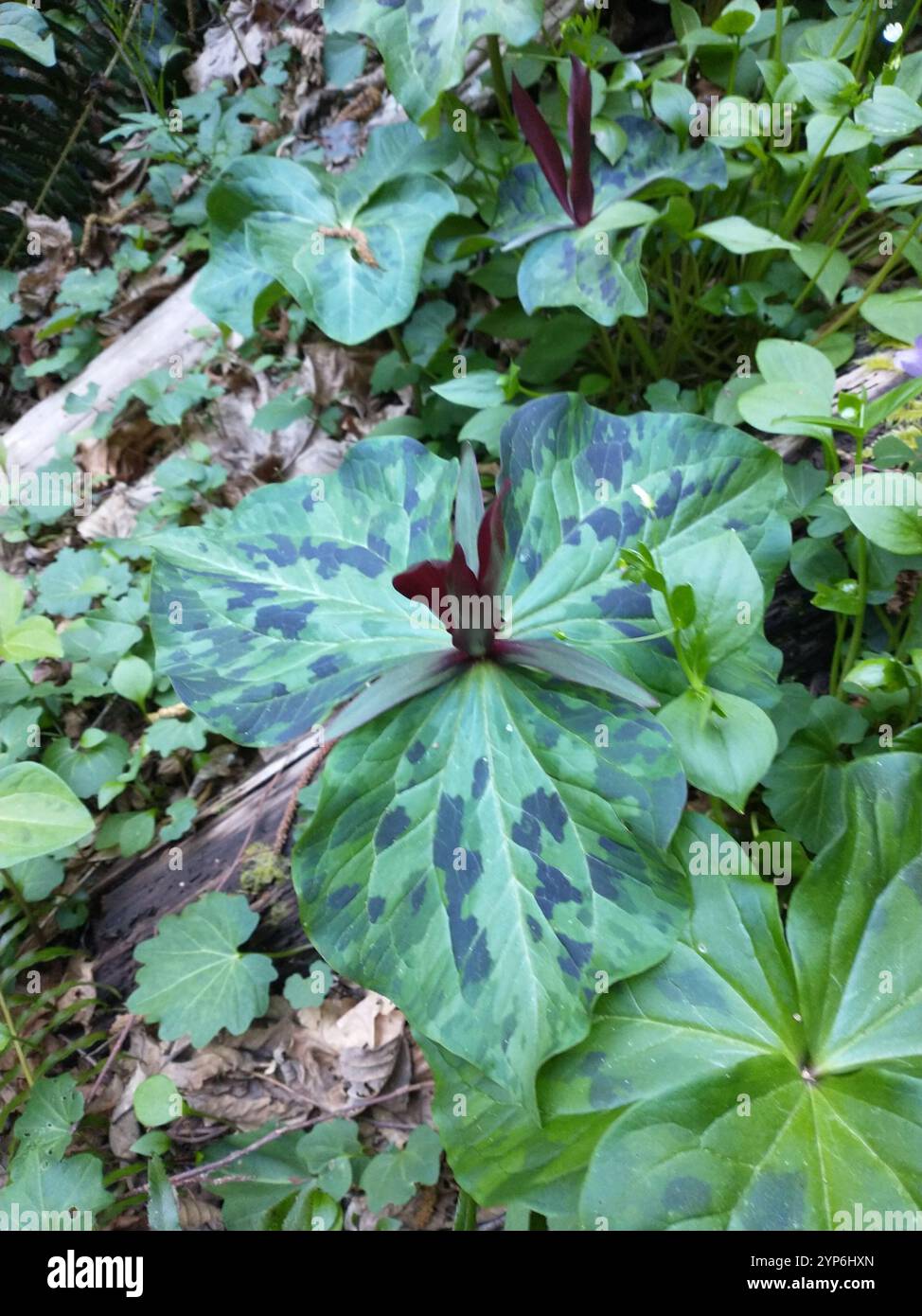 wakerobin violet géant (Trillium kurabayashii) Banque D'Images