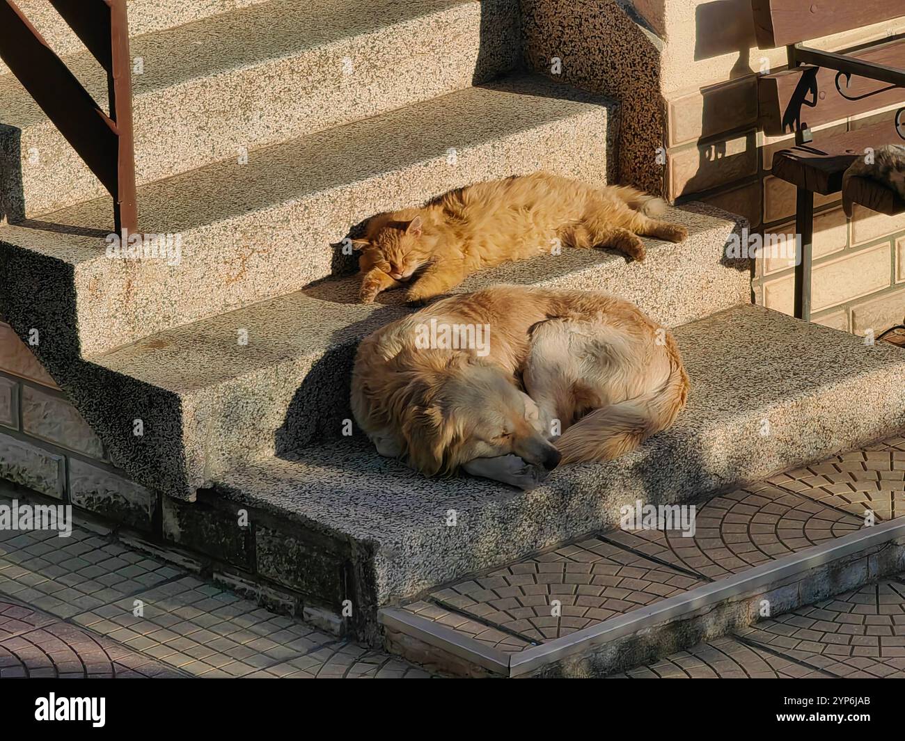 Partenaires du crime : Sleeping Buddies. Chien et chat jaunes. Banque D'Images