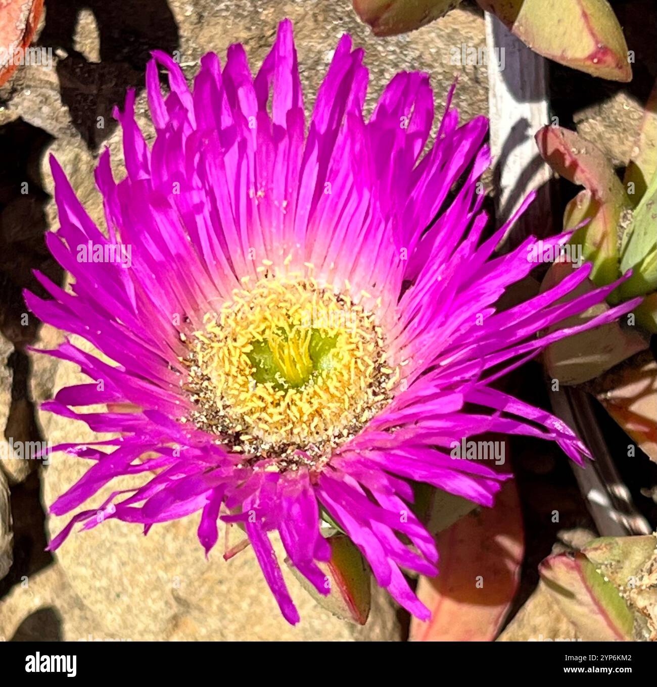 Figue chilienne (Carpobrotus chilensis) Banque D'Images