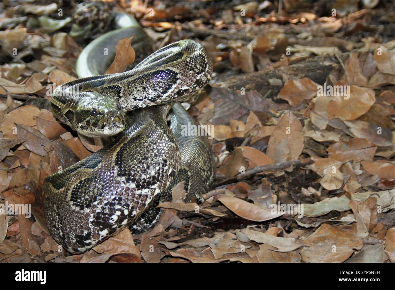 Python sebae african python Banque de photographies et d’images à haute ...