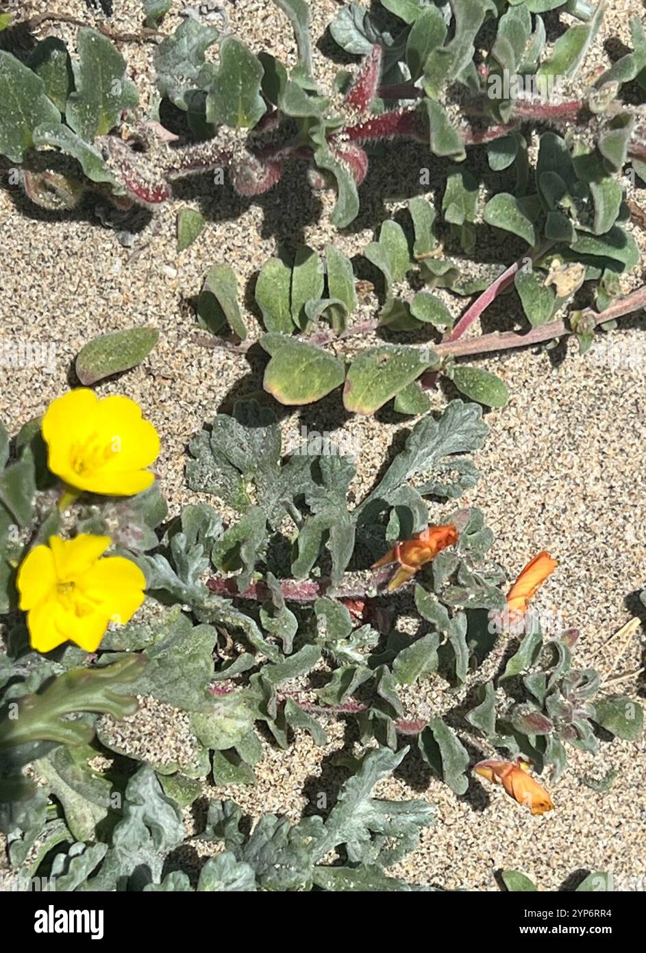 Coupe de soleil de plage (Camissoniopsis cheiranthifolia) Banque D'Images