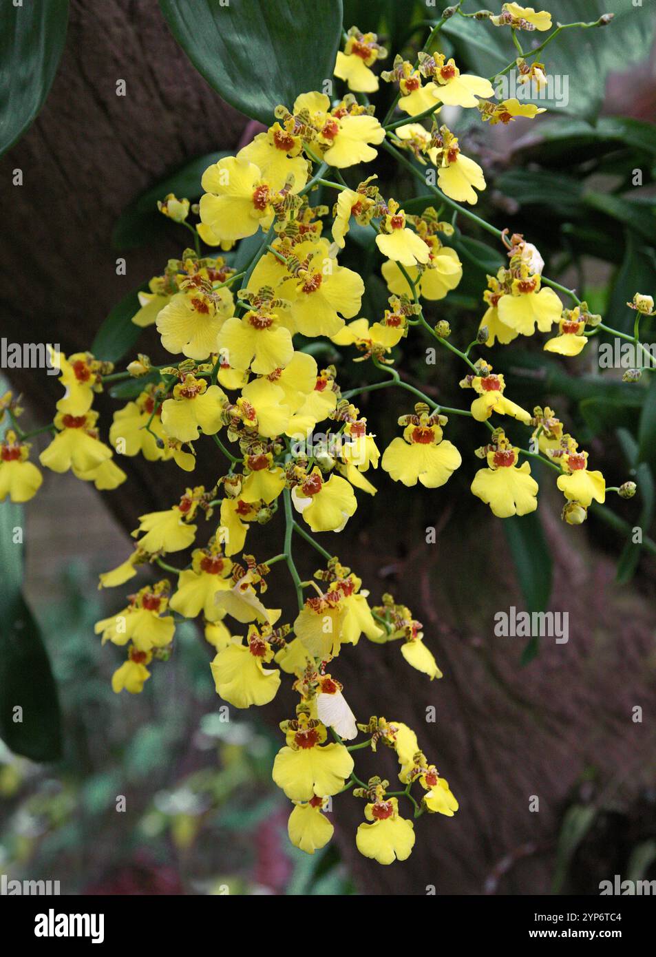 Orchidée de poupée dansante, orchidée Honeybee ou orchidée papillon, Oncidium flexuosum, Orchidaceae. Amérique du Sud. Banque D'Images