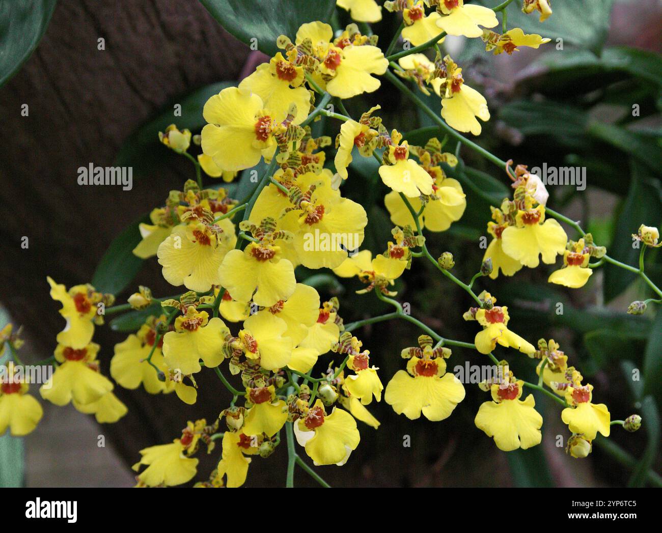 Orchidée de poupée dansante, orchidée Honeybee ou orchidée papillon, Oncidium flexuosum, Orchidaceae. Amérique du Sud. Banque D'Images