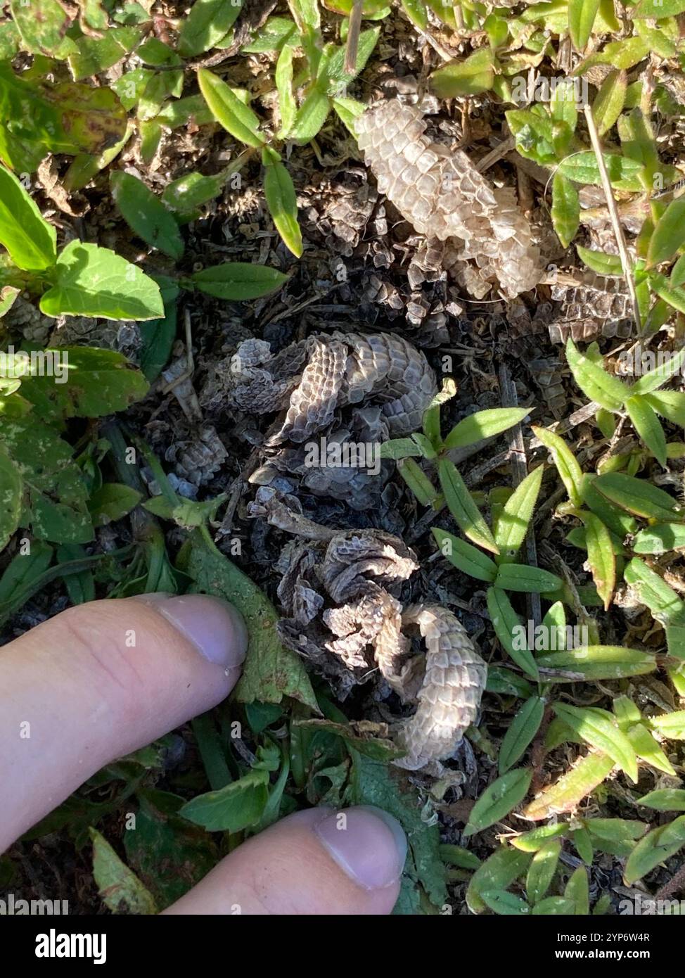 Le Lézard Curly nord (Leiocephalus carinatus) Banque D'Images