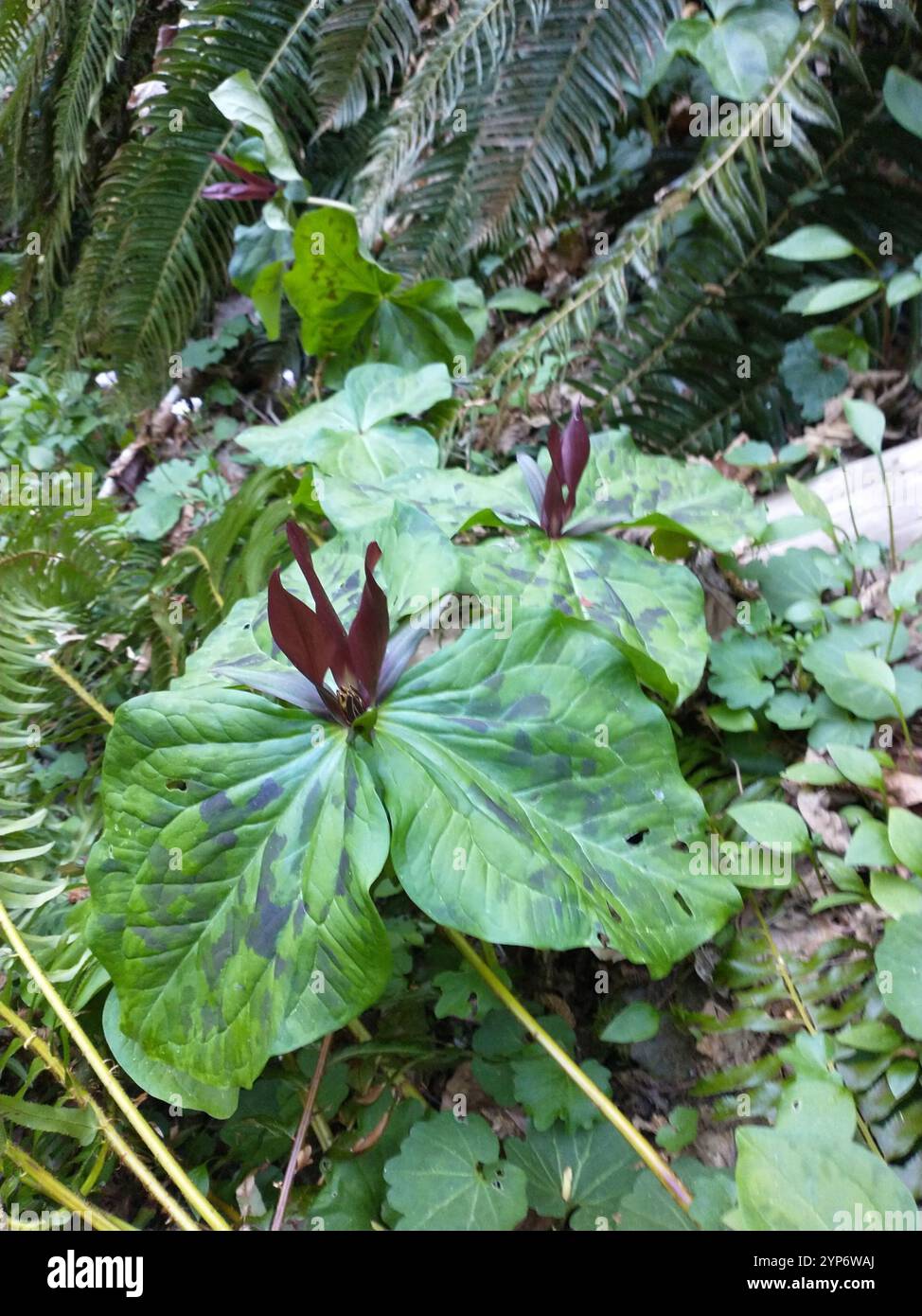 wakerobin violet géant (Trillium kurabayashii) Banque D'Images