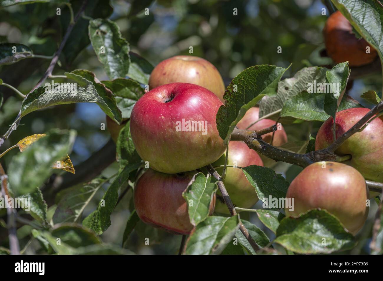Pommes mûres (Malus) sur un arbre, Bavière, Allemagne, Europe Banque D'Images