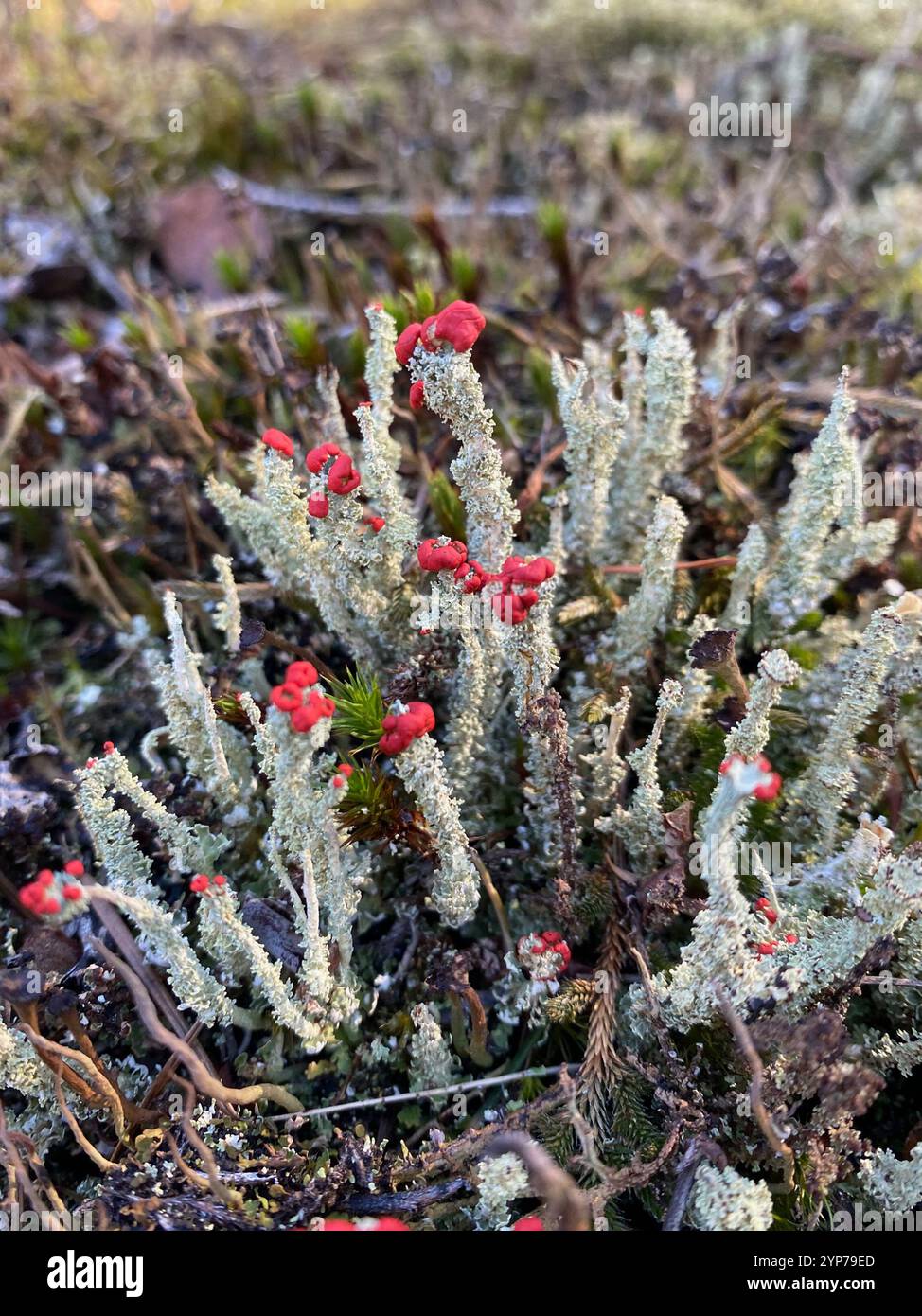 Soldats jouets (Cladonia bellidiflora) Banque D'Images