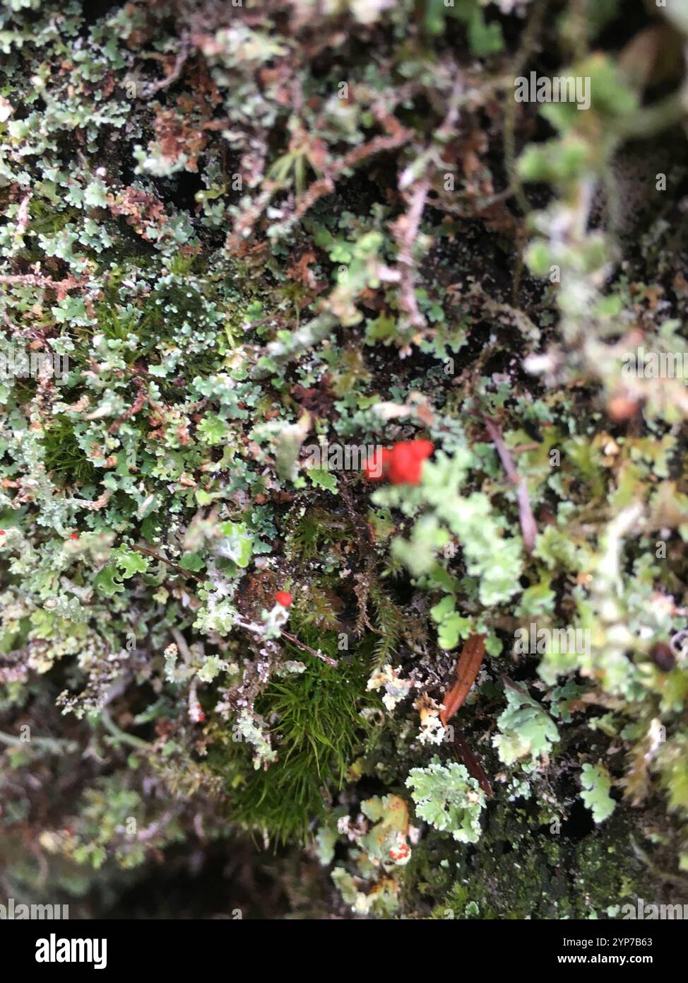 Soldats jouets (Cladonia bellidiflora) Banque D'Images