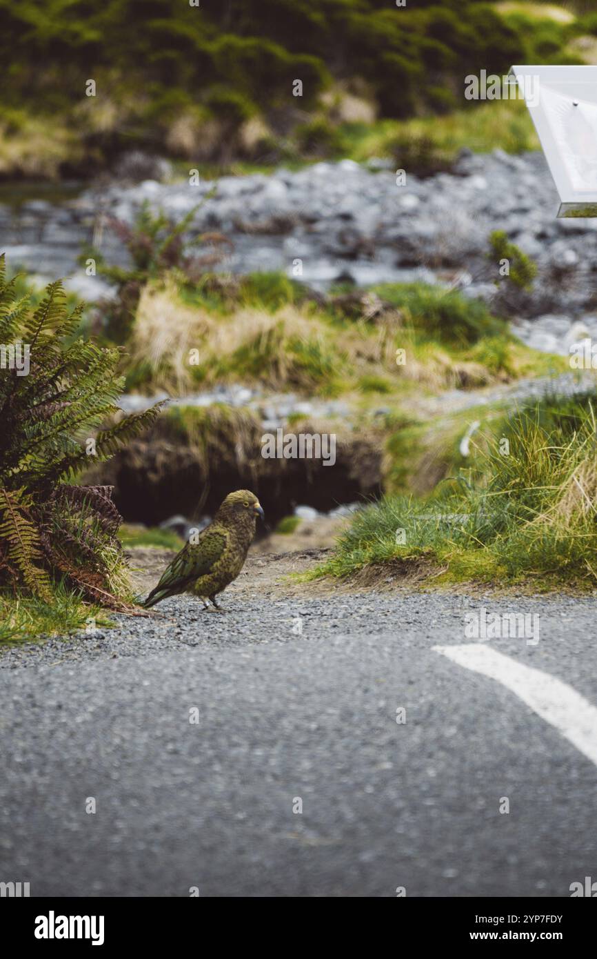 A Lone kea se tient sur une route dans un cadre de prairie pittoresque, Milford Sound, Nouvelle-Zélande, Océanie Banque D'Images