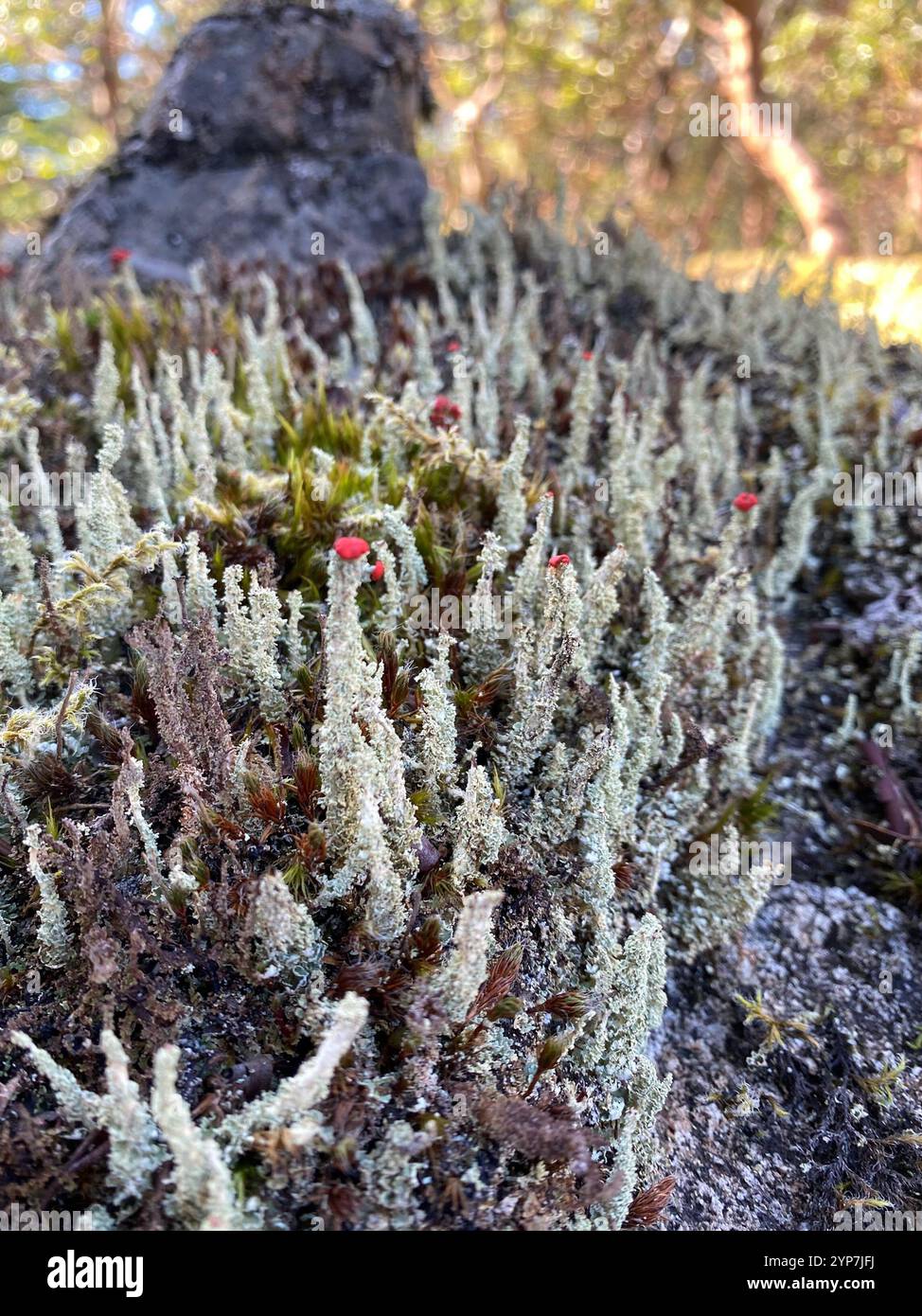 Soldats jouets (Cladonia bellidiflora) Banque D'Images