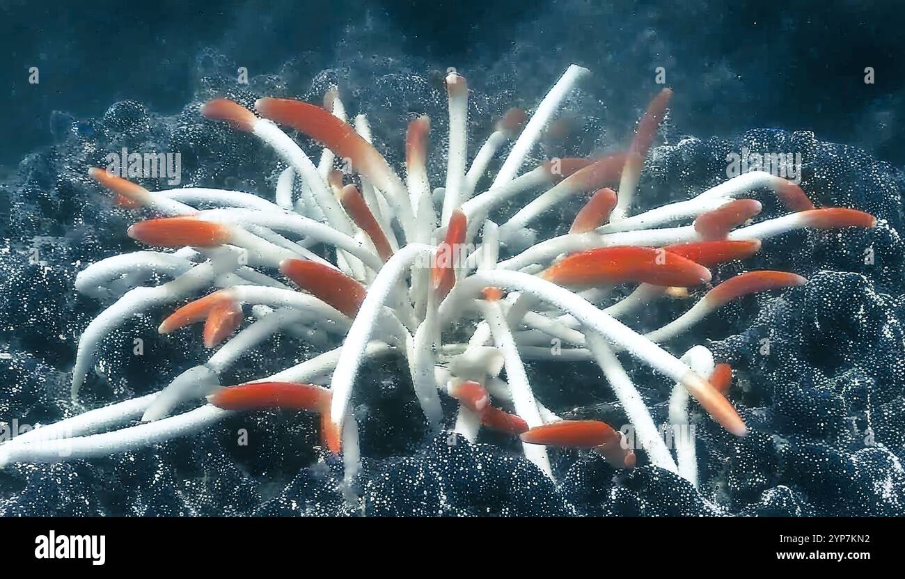 Géant tube Worm, Riftia pachyptila dans les évents hydrothermaux de la mer profonde Mid-Pacific, exploration de la mer profonde 2025. Exploitation minière en haute mer, volcans de l'océan profond Banque D'Images