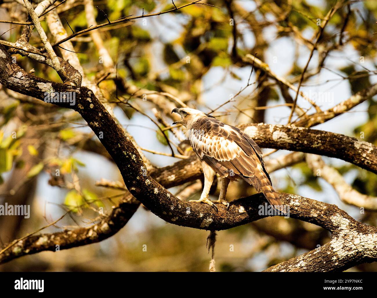 Aigle faucon juvénile modifiable ou aigle faucon à crête (Nisaetus cirrhatus), réserve de Kabini. Parc national de Nagarahole, Inde Banque D'Images