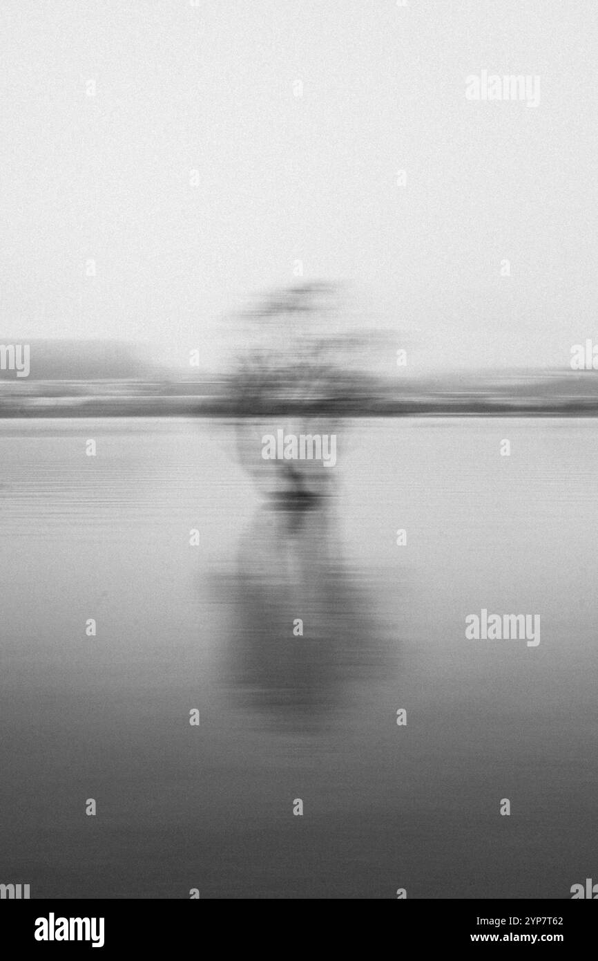 Arbre flou dans l'eau, l'effet monochrome crée une atmosphère mystique, Wanaka, Nouvelle-Zélande, Océanie Banque D'Images