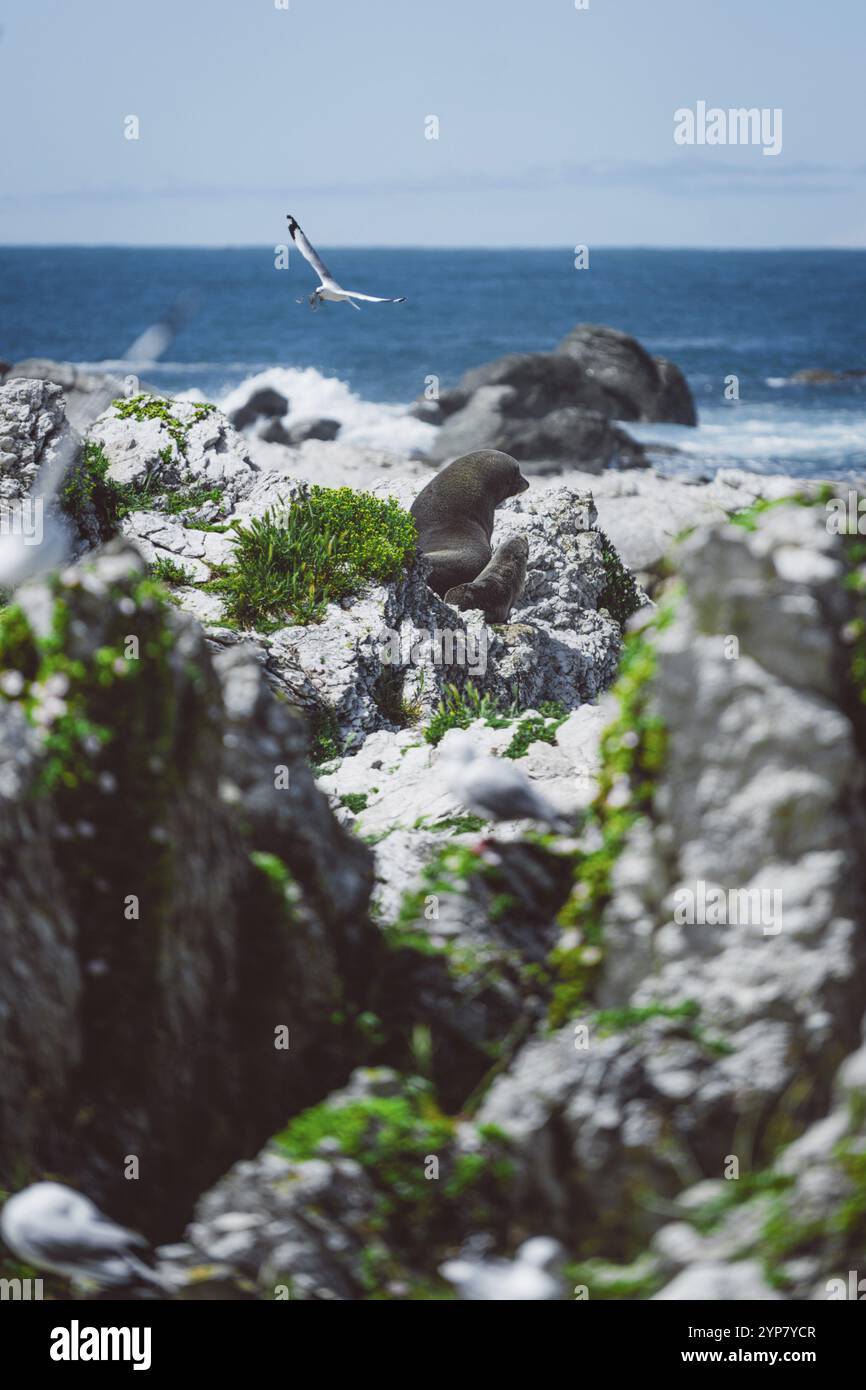 Un oiseau survole les falaises rocheuses sur la côte avec mer ondulée, Kaikoura, Nouvelle-Zélande, Océanie Banque D'Images