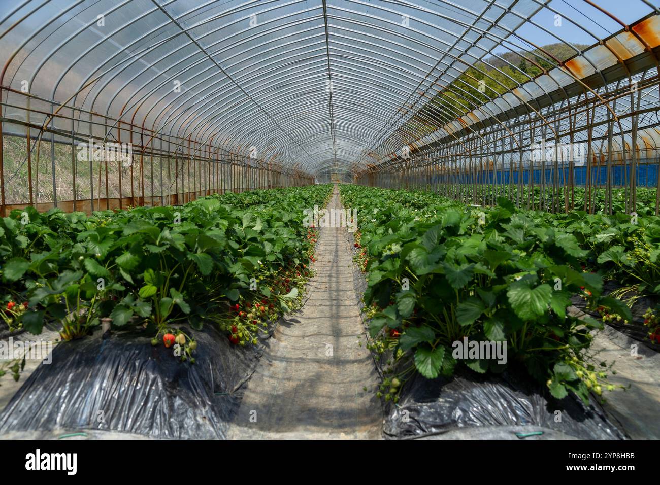 Champ de Fraises Banque D'Images