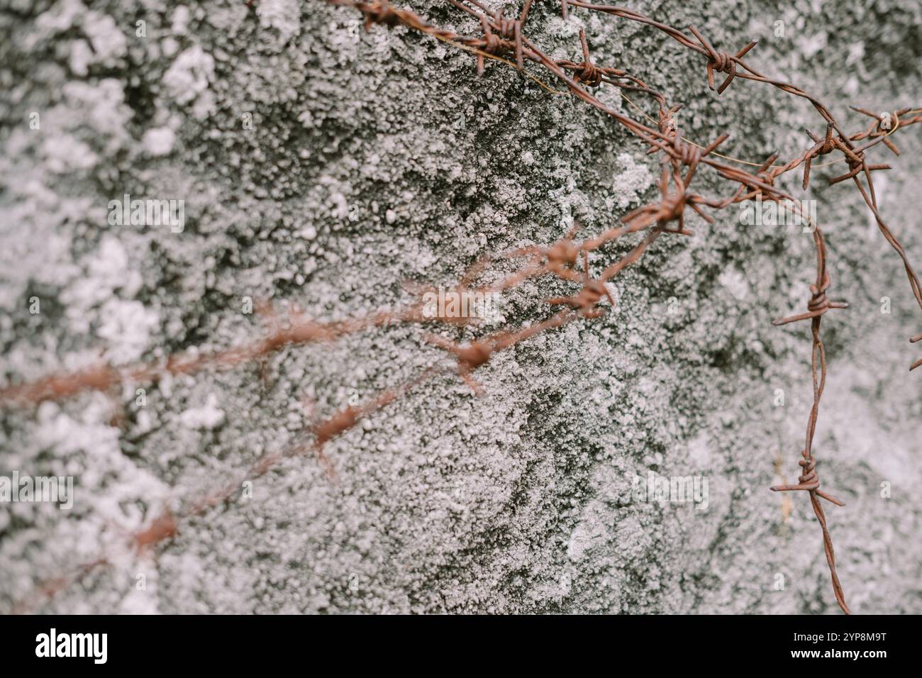 Clôture en fil de fer rouillé utilisée pour protéger les murs contre l'escalade, mettant en valeur un mélange de sécurité et de texture altérée. Idéal pour les thèmes de la sécurité, des barrières, Banque D'Images