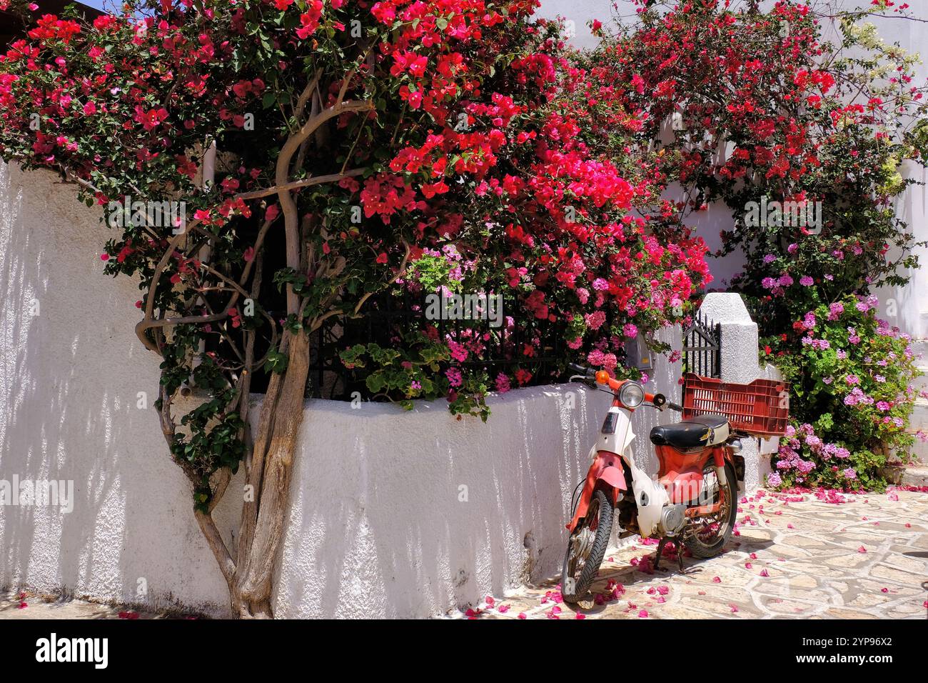 Naxos : vieux cyclomoteur et bougainvilliers rouges colorés à Kaloxilos près de Chalkio (Chalki, Halki), Naxos, île des Cyclades, Grèce Banque D'Images