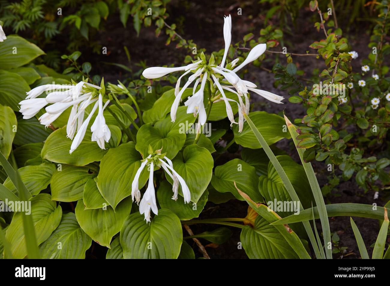 Les buissons hosta fleuris. HostA - une plante ornementale pour l'aménagement paysager du parc et du jardin. Nom de famille Asparagaceae, Nom scientifique Hosta planta Banque D'Images