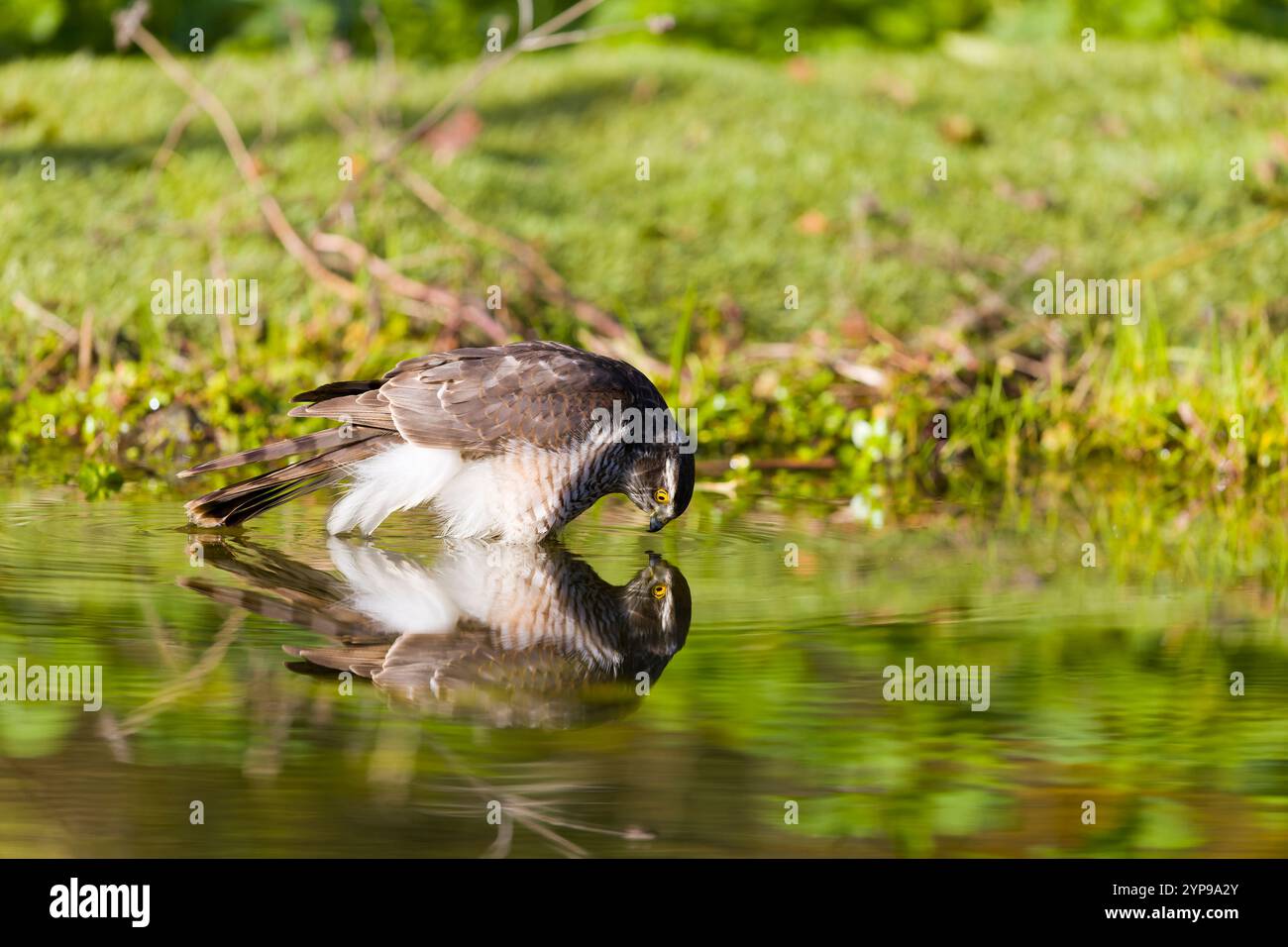 Eurasian sparrowhawk Accipiter nisus, mâle immature buvant, Suffolk, Angleterre, novembre Banque D'Images