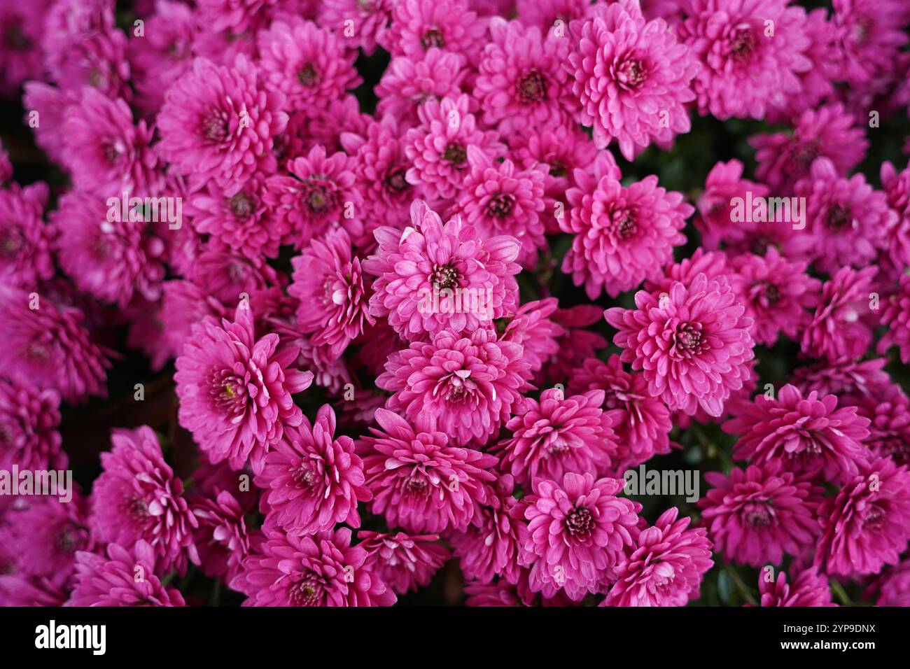 fleurs de chrysanthème rose sur un fond d'automne Banque D'Images
