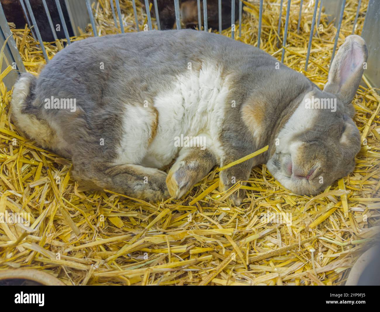 Lapin Rex bleu-gris slovaque à l'exposition nationale des animaux d'élevage élevage 2024 à Lysa nad Labem, région de Bohême centrale, République tchèque Banque D'Images